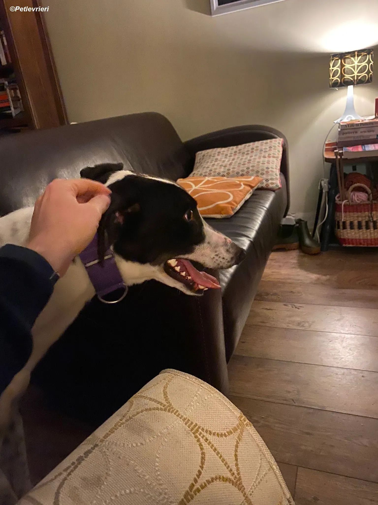 Hercules adozione levrieri greyhound 17