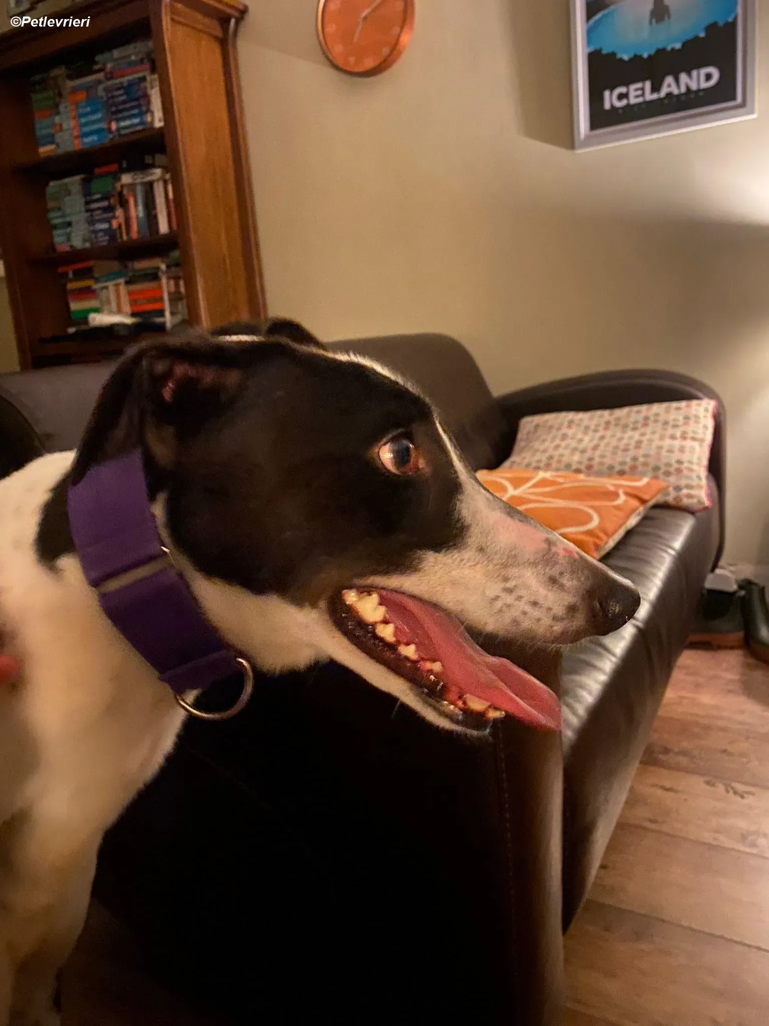 Hercules adozione levrieri greyhound 18