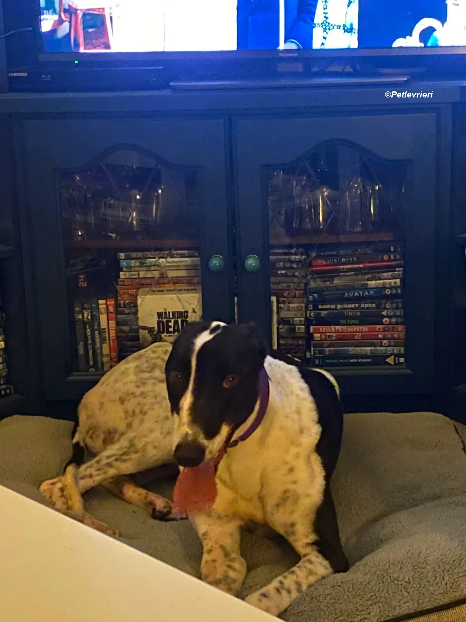 Hercules adozione levrieri greyhound 19