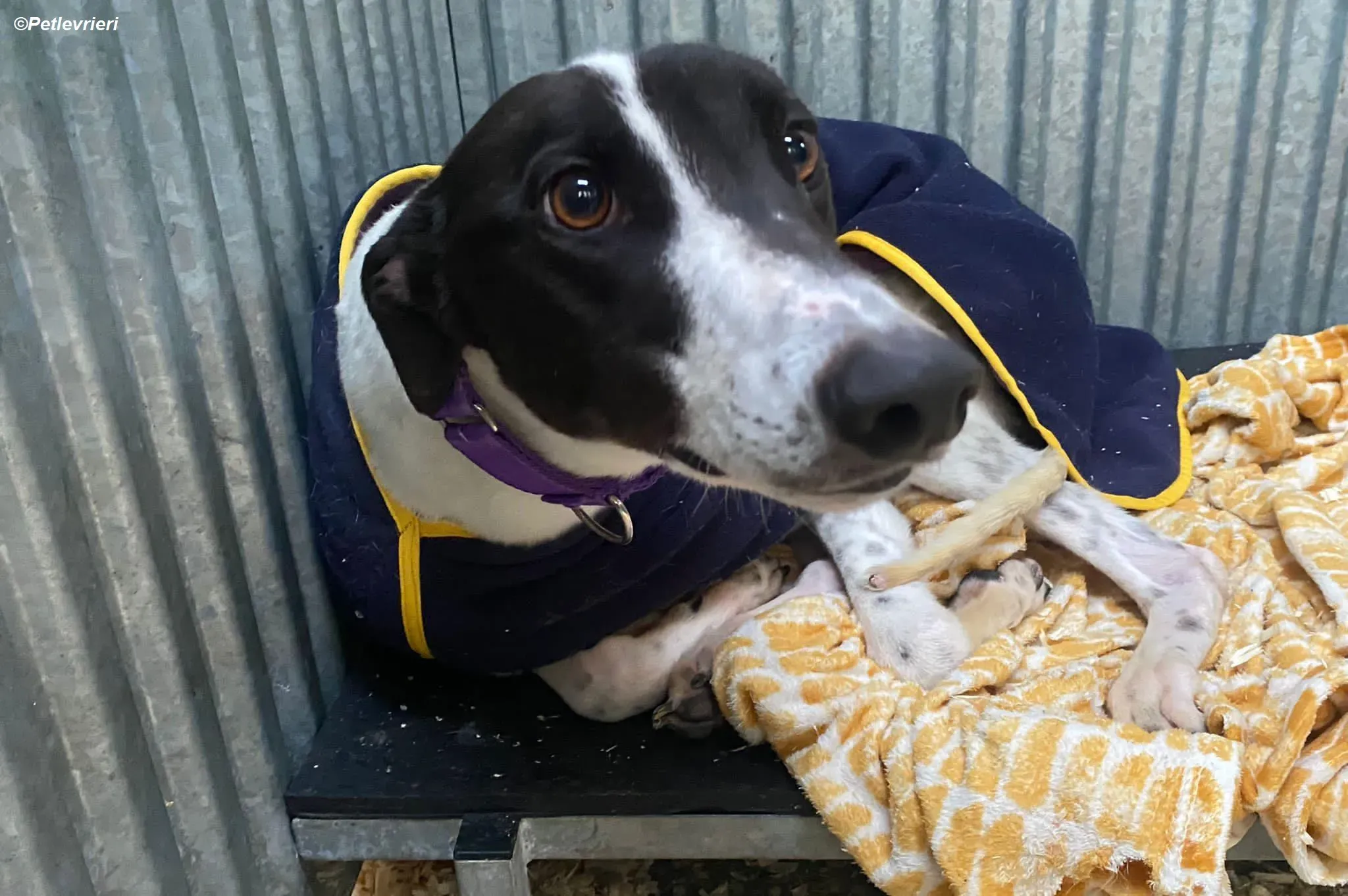 Hercules adozione levrieri greyhound 2