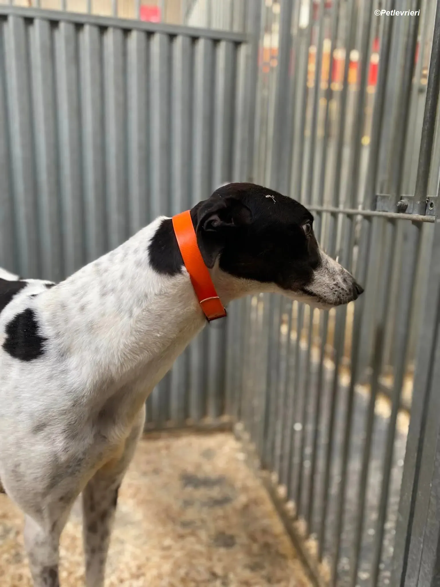 Hercules adozione levrieri greyhound 20