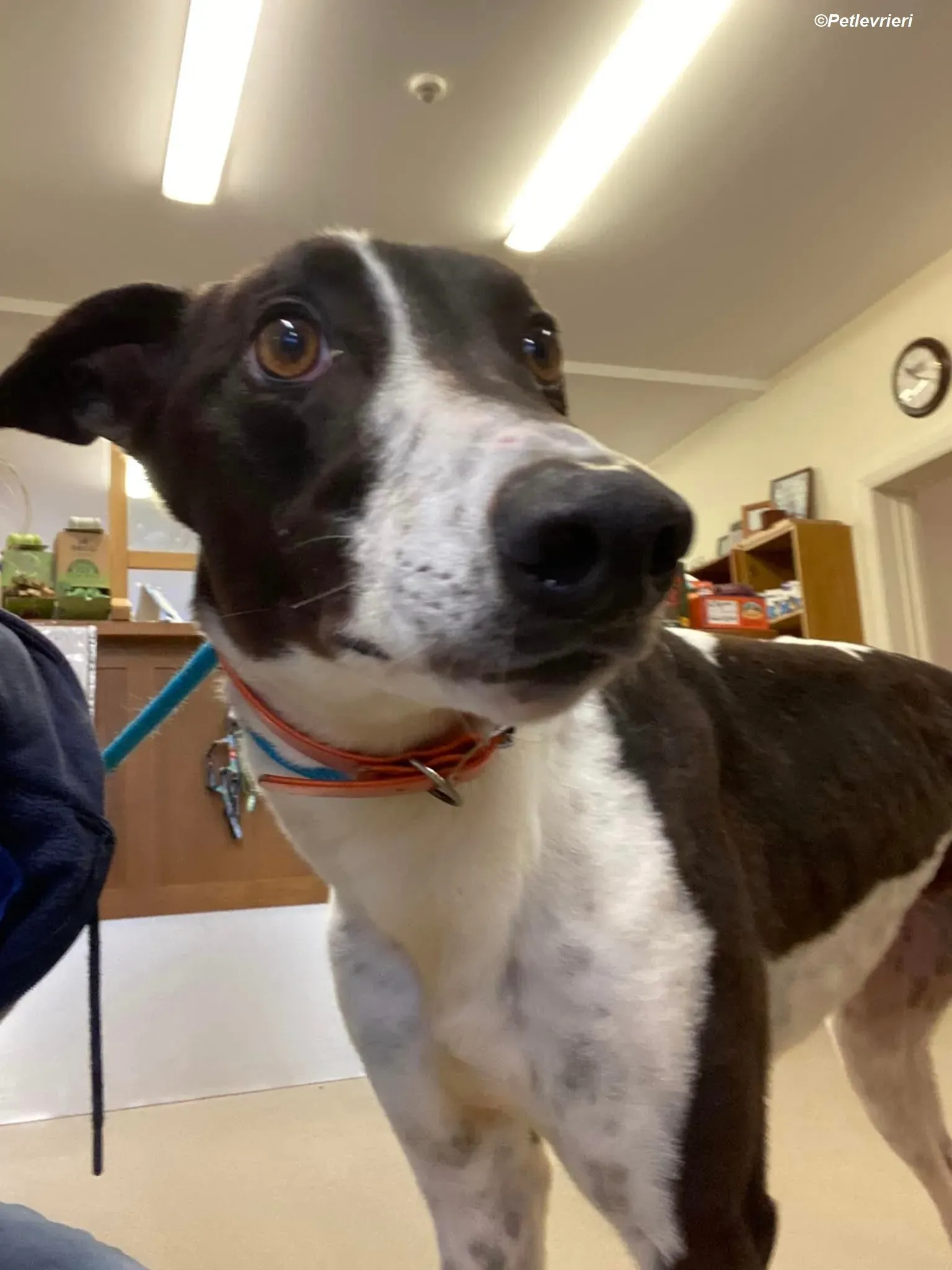 Hercules adozione levrieri greyhound 21