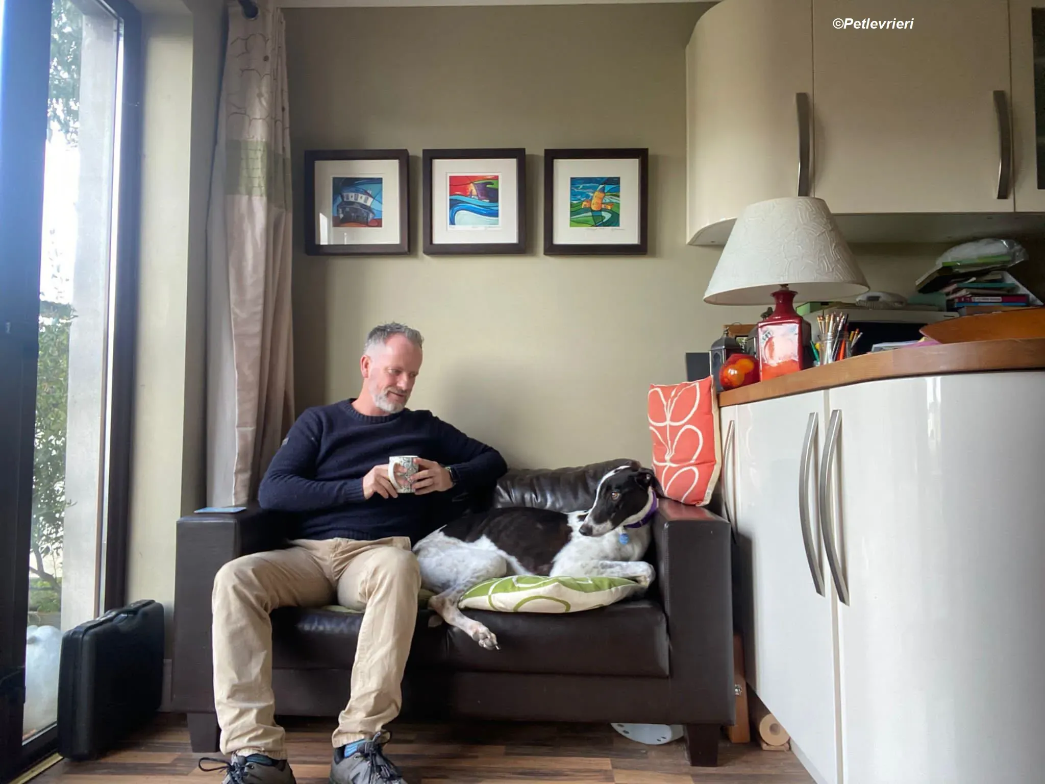 Hercules adozione levrieri greyhound 22