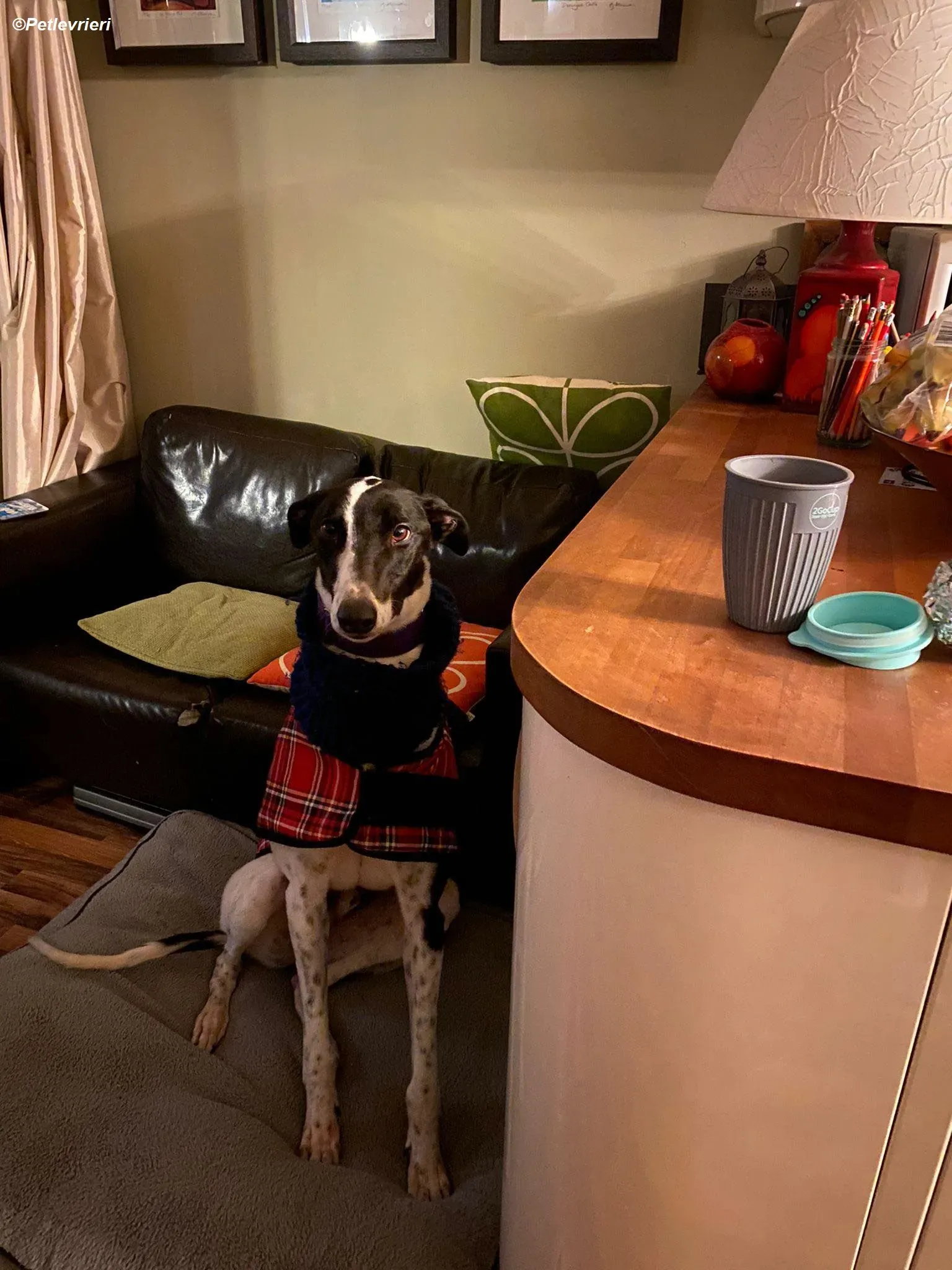 Hercules adozione levrieri greyhound 24