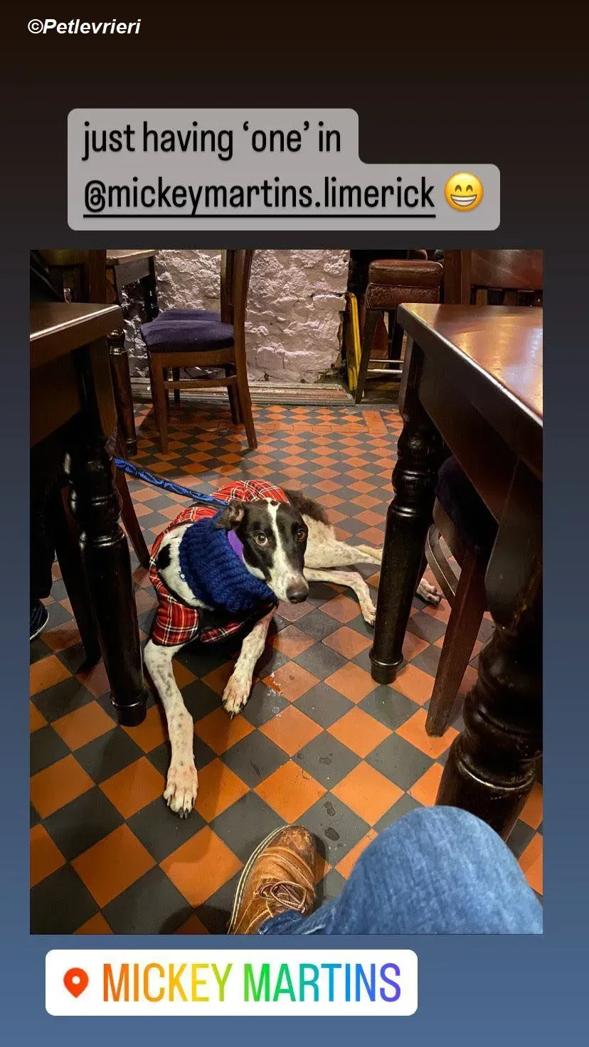 Hercules adozione levrieri greyhound 25