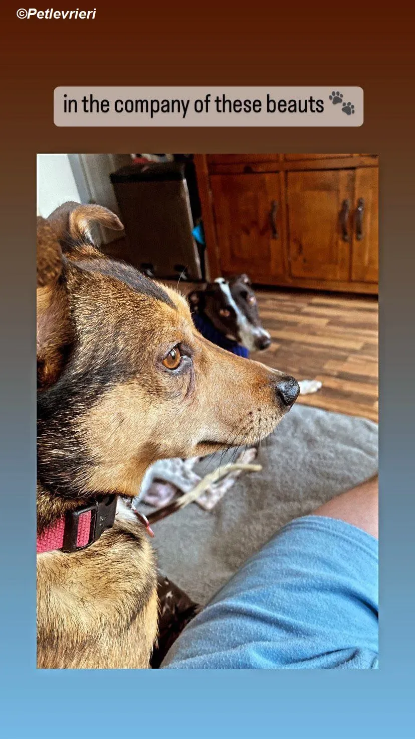 Hercules adozione levrieri greyhound 27