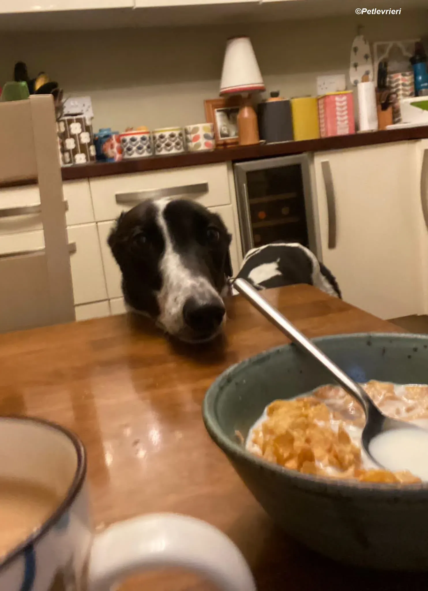 Hercules adozione levrieri greyhound 28