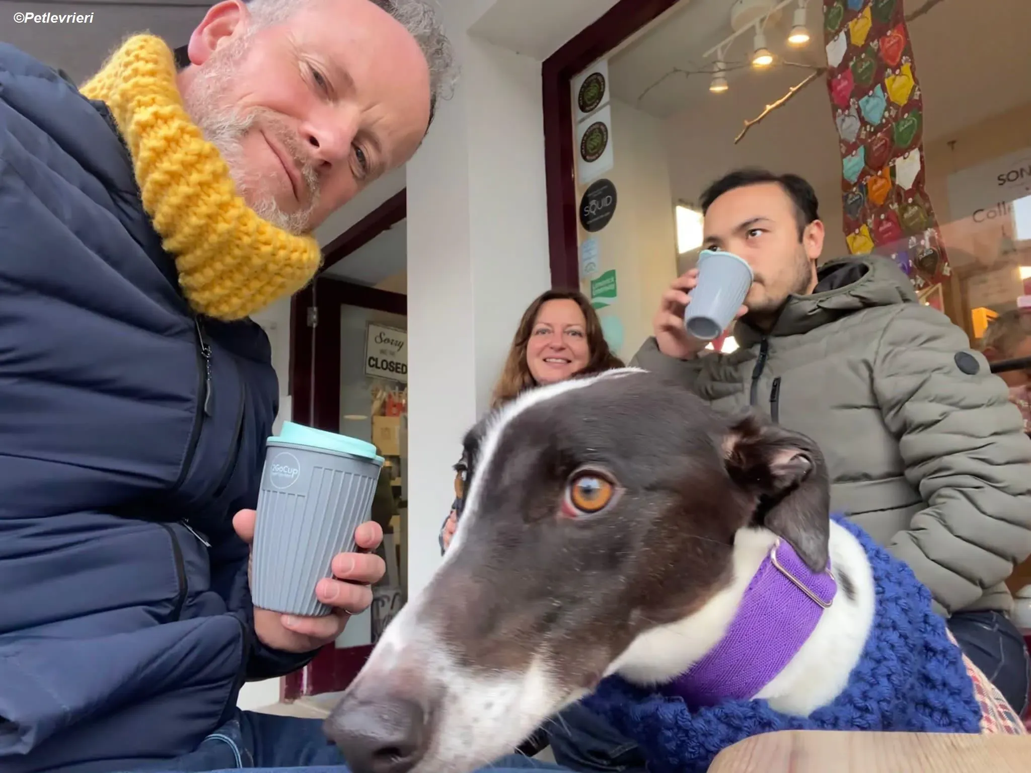 Hercules adozione levrieri greyhound 29