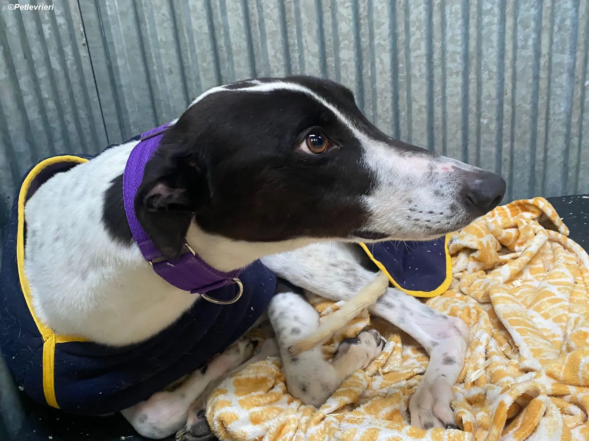 Hercules adozione levrieri greyhound 3