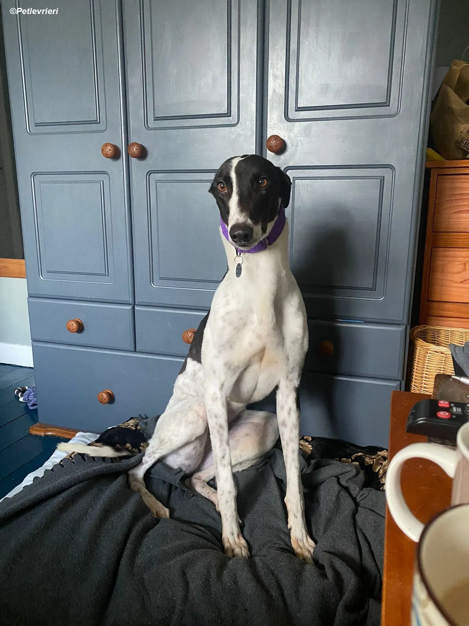 Hercules adozione levrieri greyhound 30