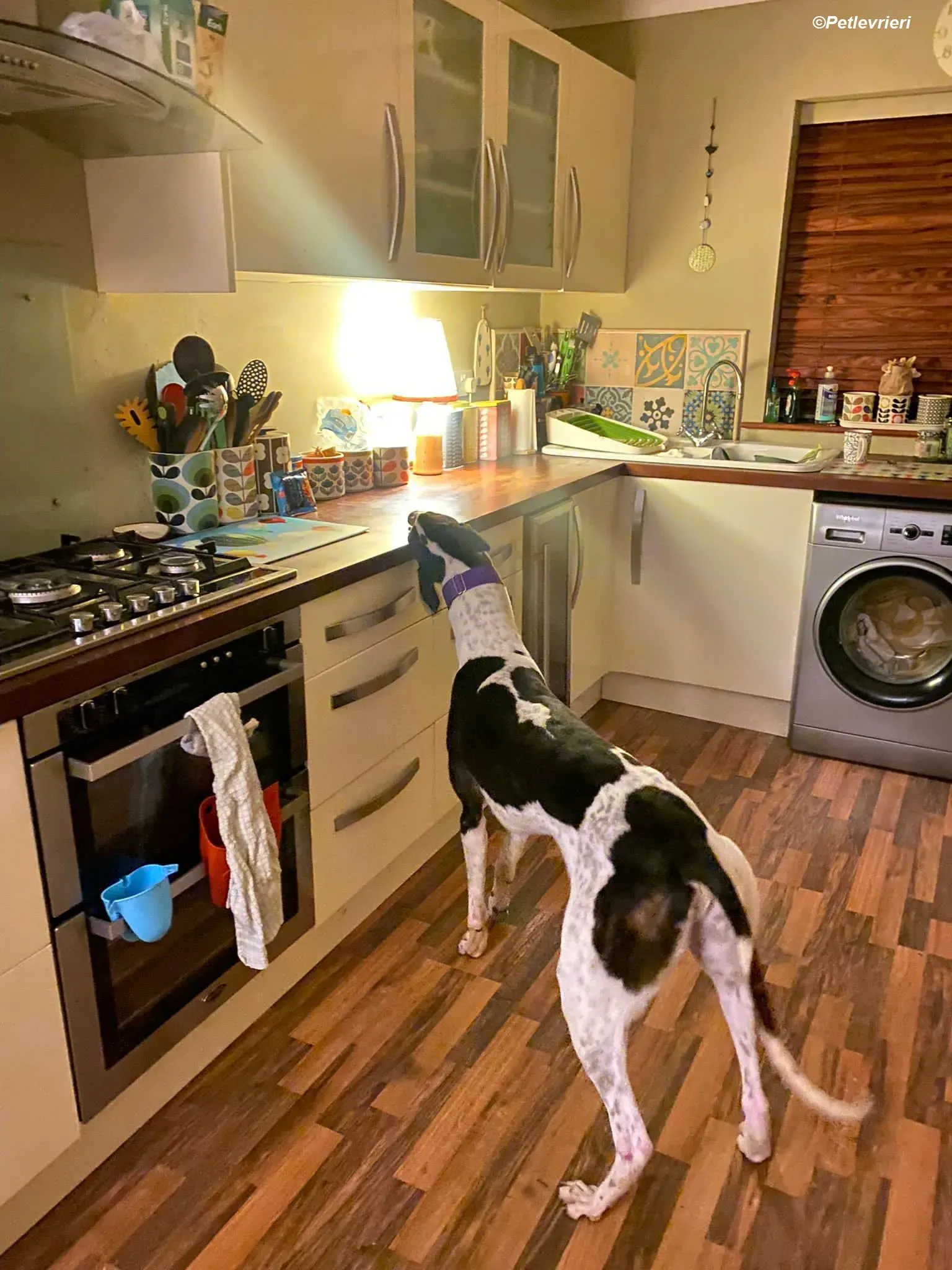 Hercules adozione levrieri greyhound 31