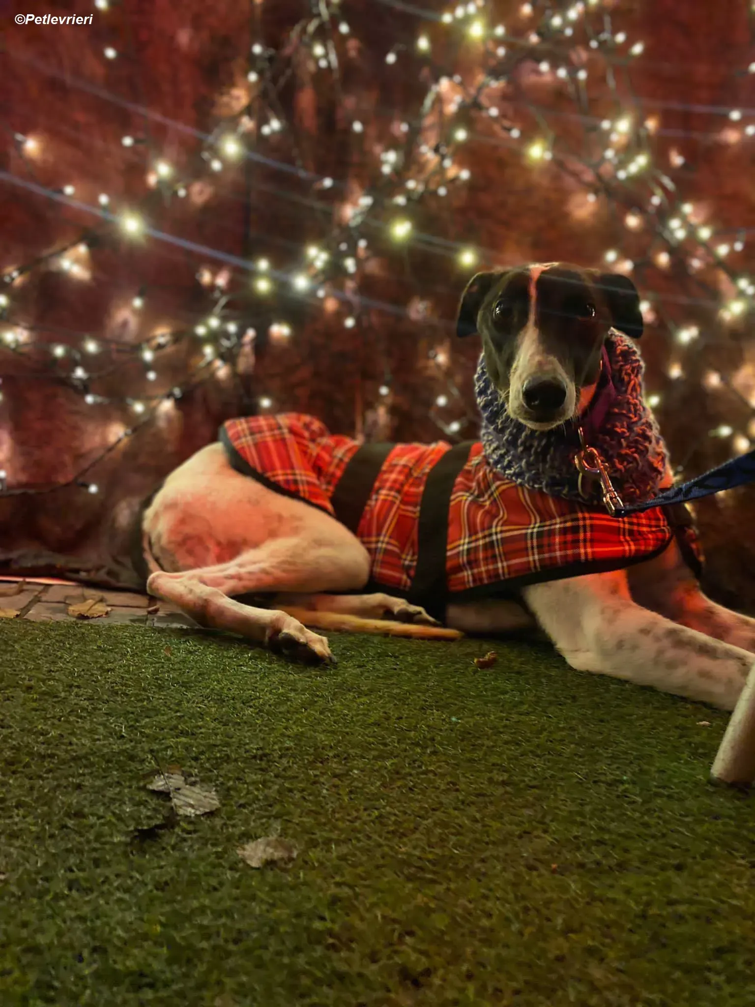 Hercules adozione levrieri greyhound 32