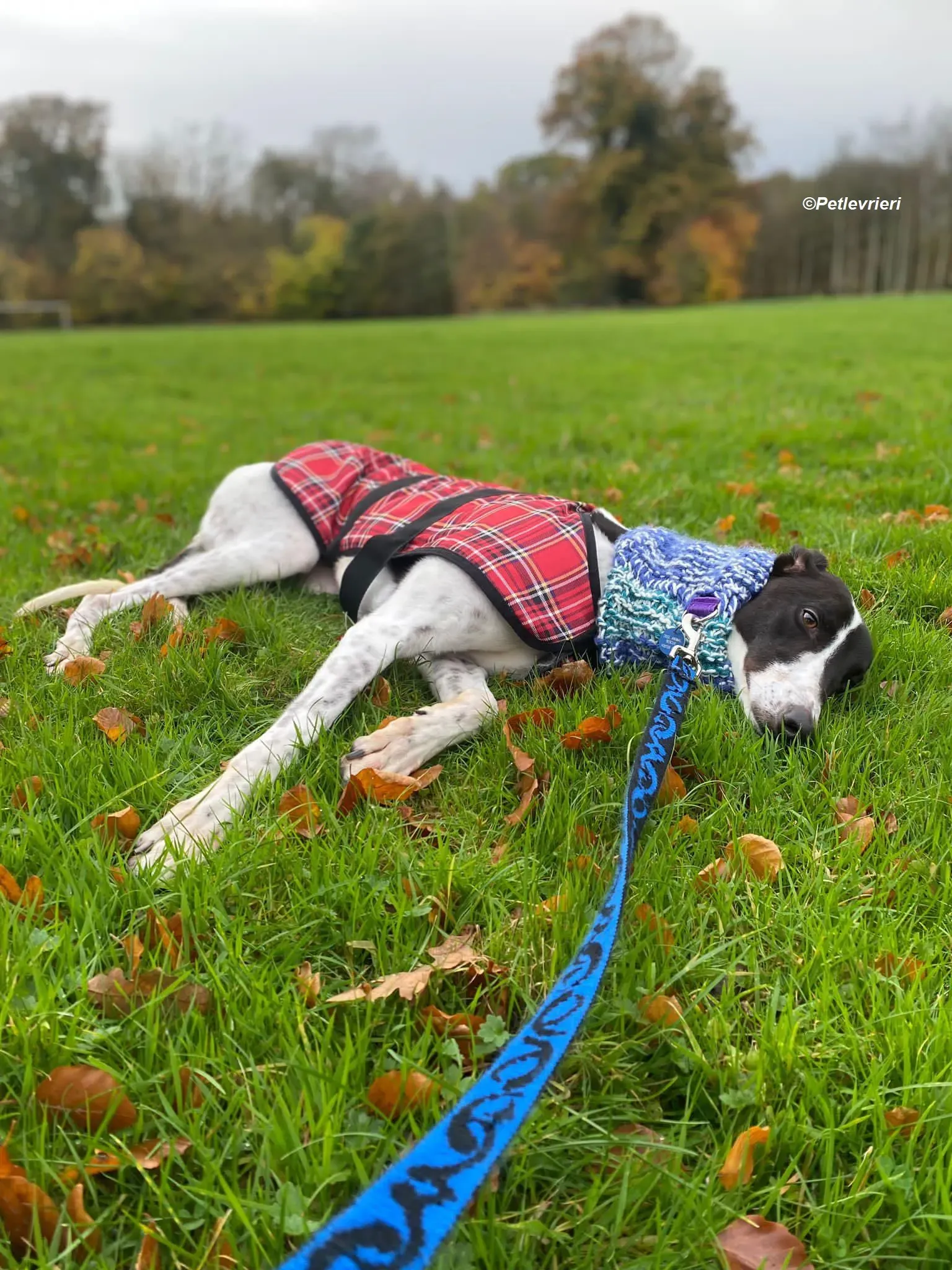 Hercules adozione levrieri greyhound 33