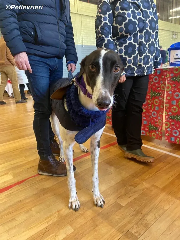 Hercules adozione levrieri greyhound 34