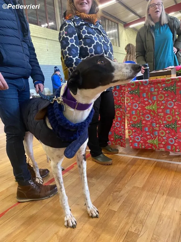 Hercules adozione levrieri greyhound 35