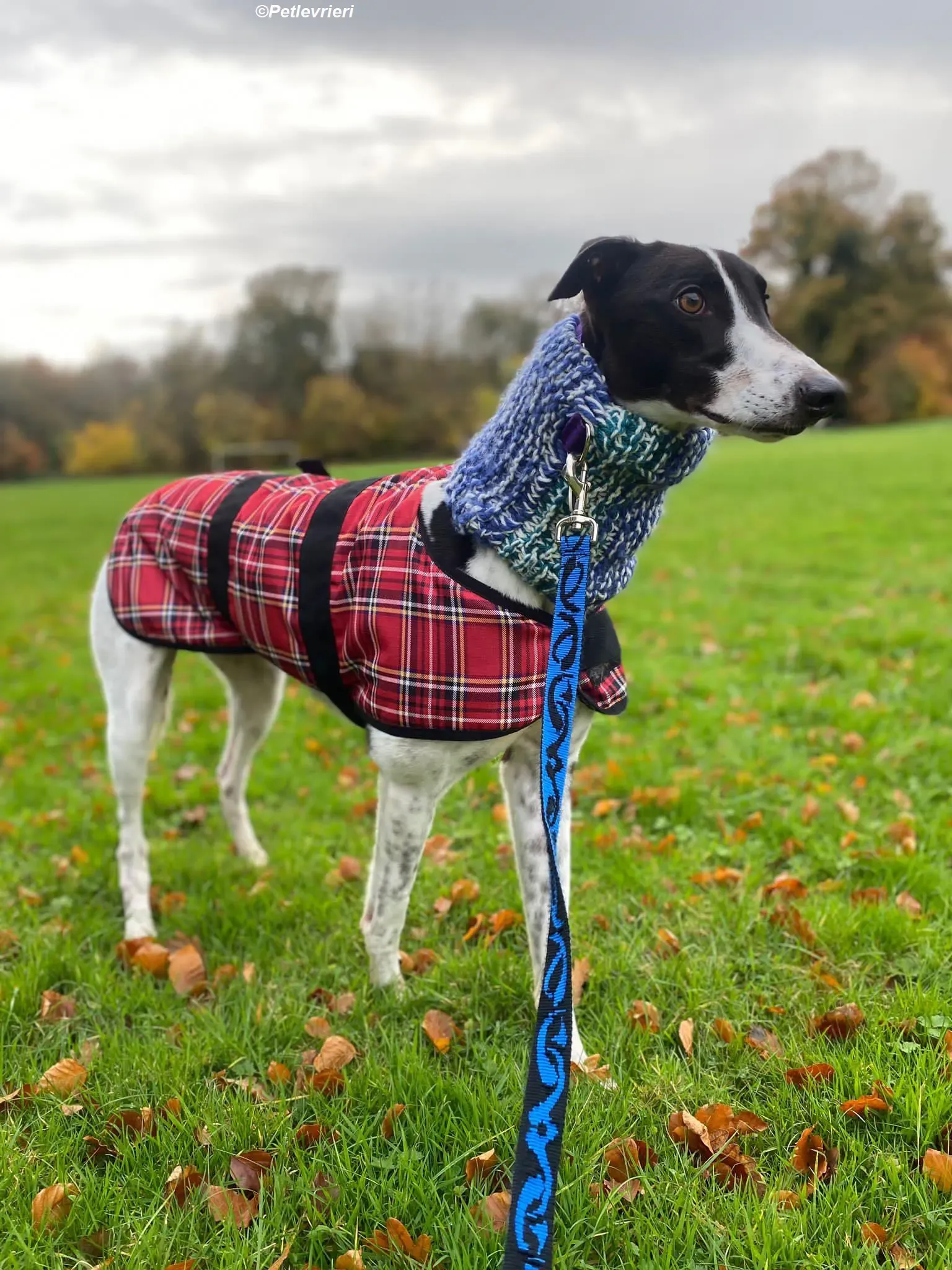 Hercules adozione levrieri greyhound 36