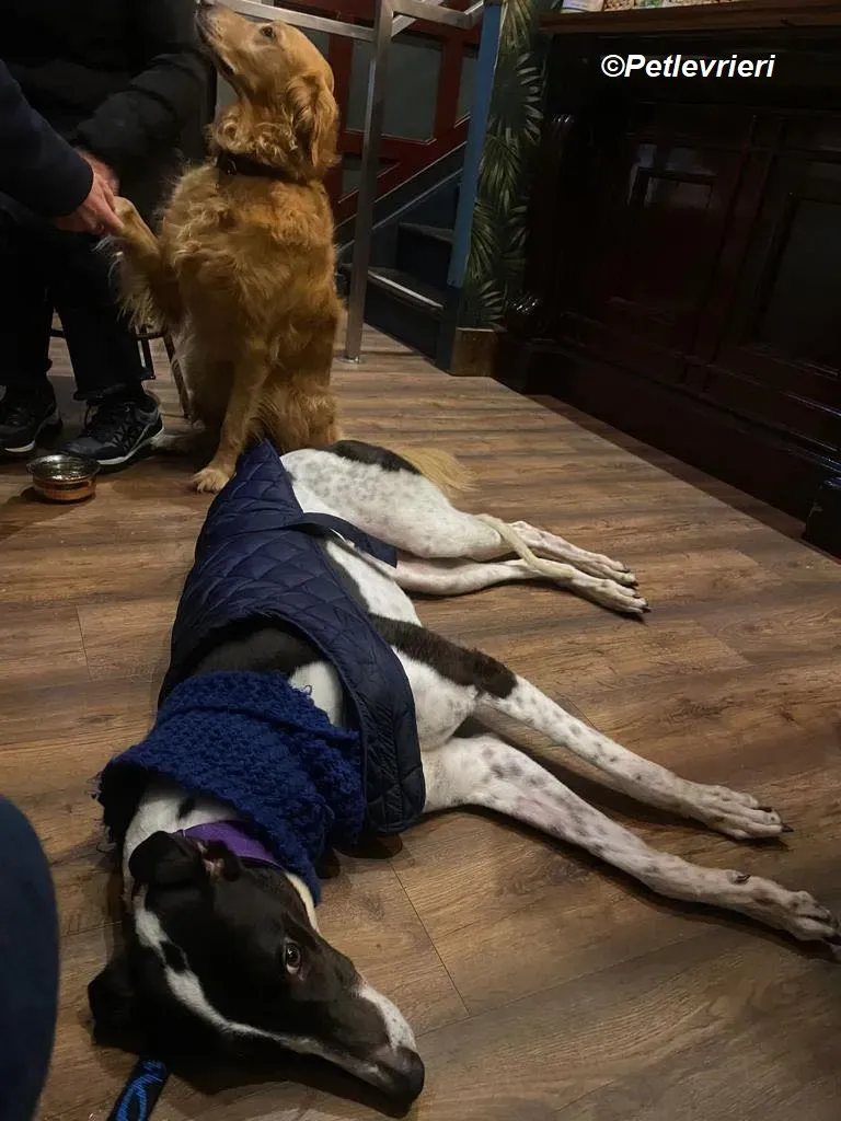 Hercules adozione levrieri greyhound 39