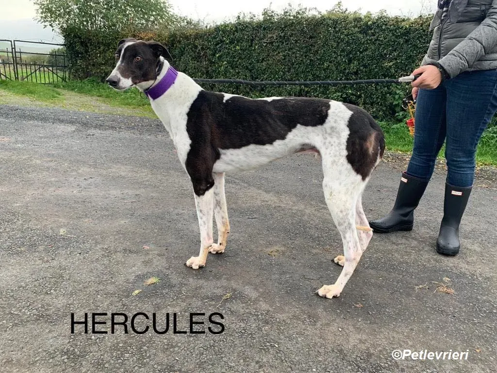 Hercules adozione levrieri greyhound 4