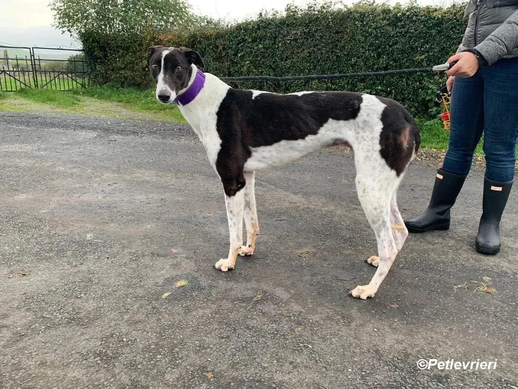 Hercules adozione levrieri greyhound 5