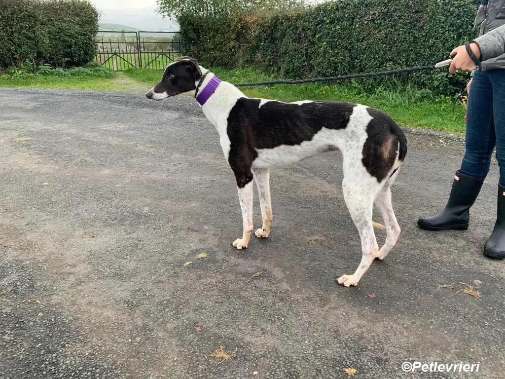 Hercules adozione levrieri greyhound 6