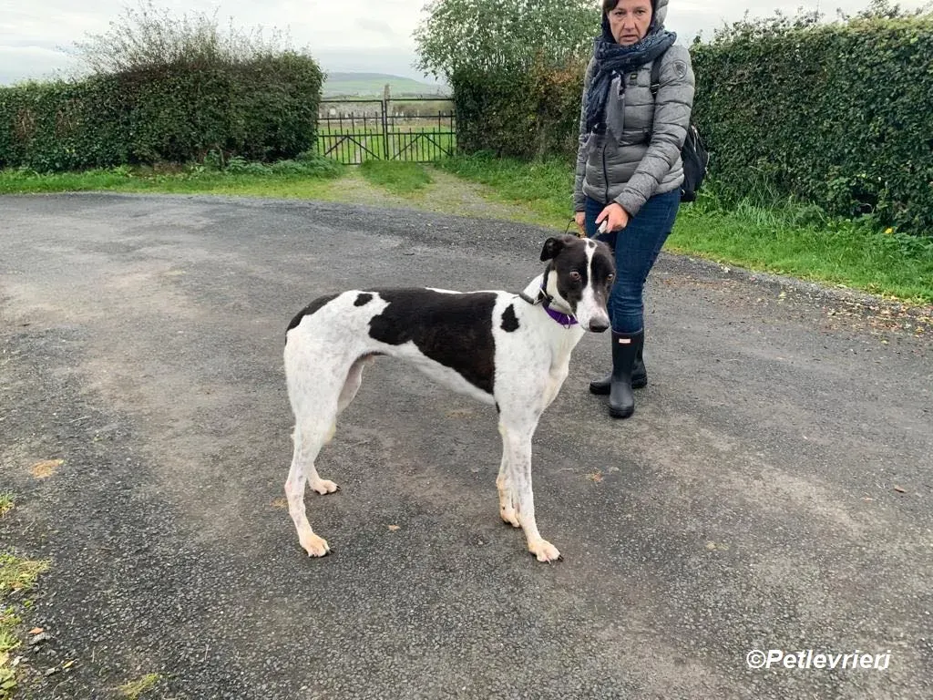 Hercules adozione levrieri greyhound 8