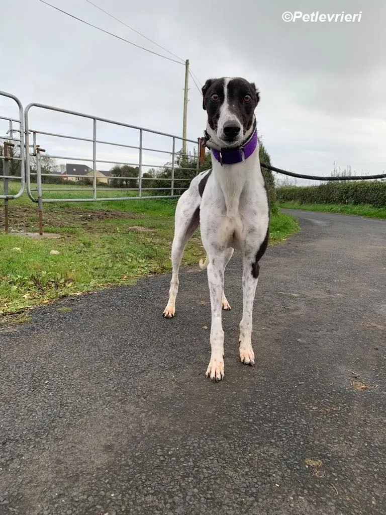 Hercules adozione levrieri greyhound 9