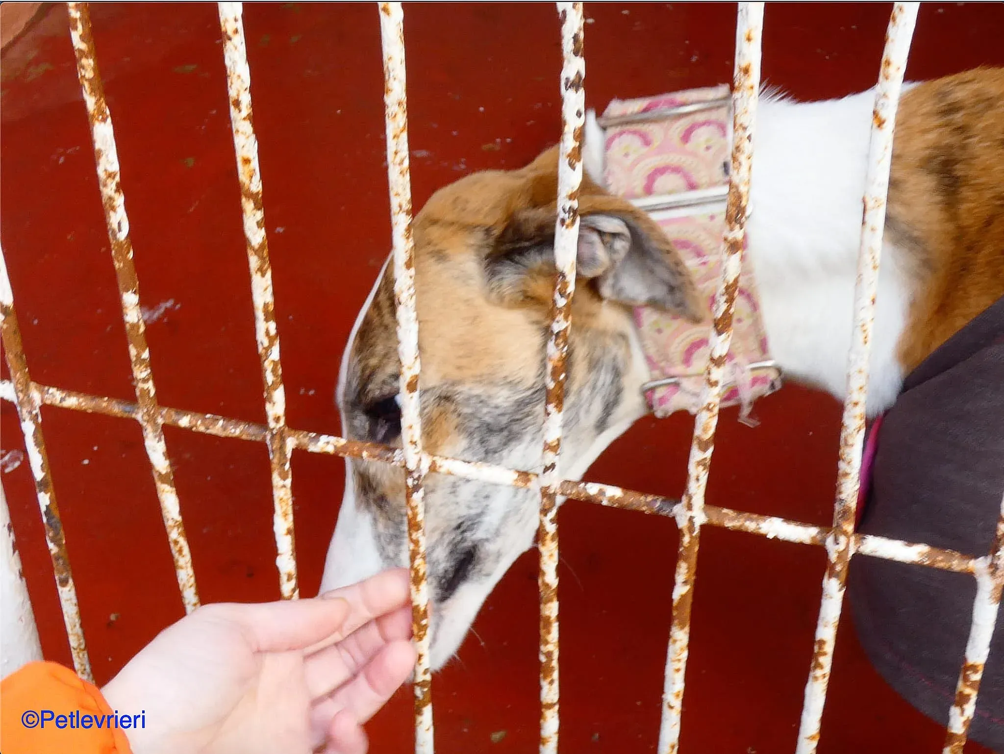 Hermione adozione levrieri galgo 01