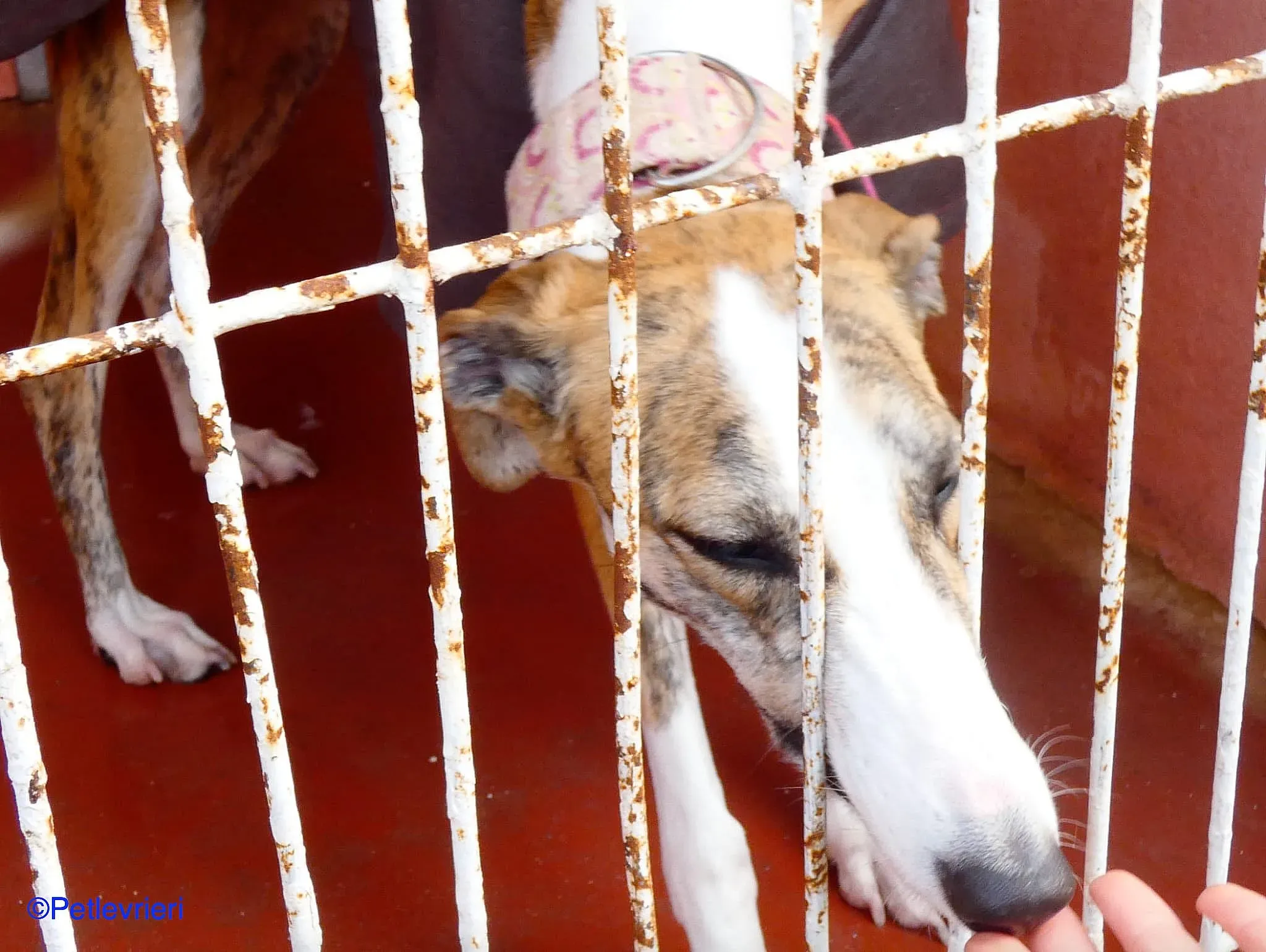 Hermione adozione levrieri galgo 02