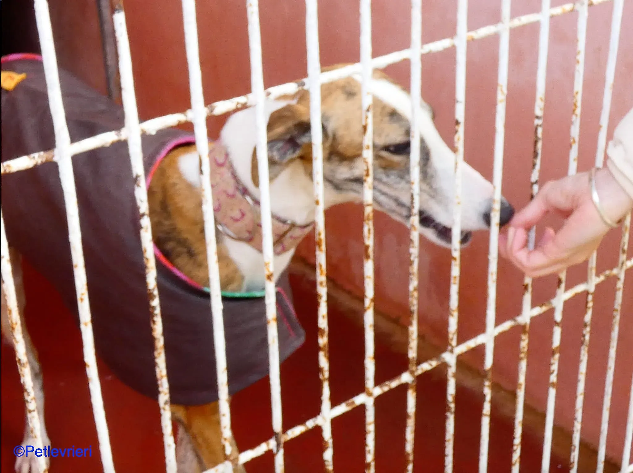 Hermione adozione levrieri galgo 04