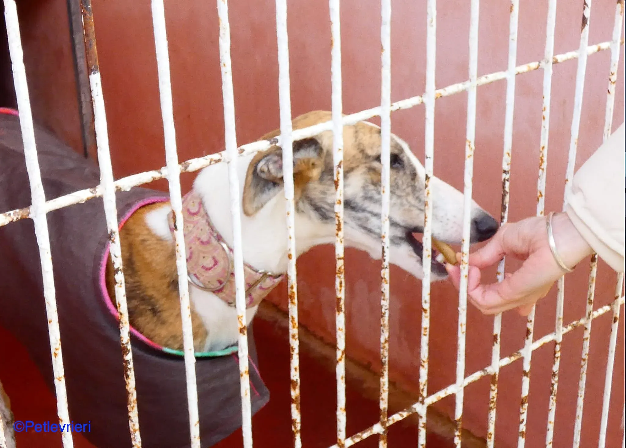 Hermione adozione levrieri galgo 05