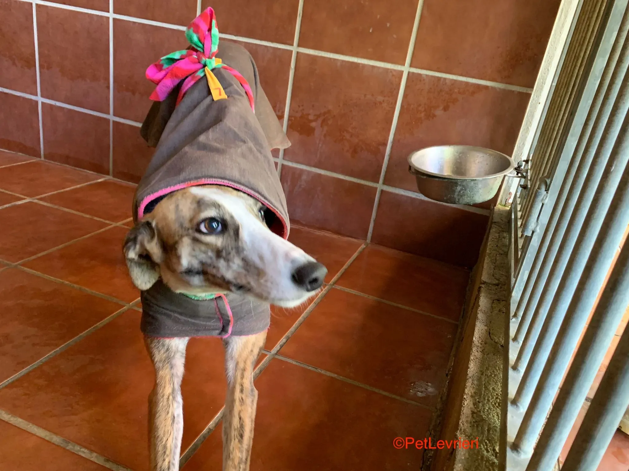 Hermione adozione levrieri galgo 1 1