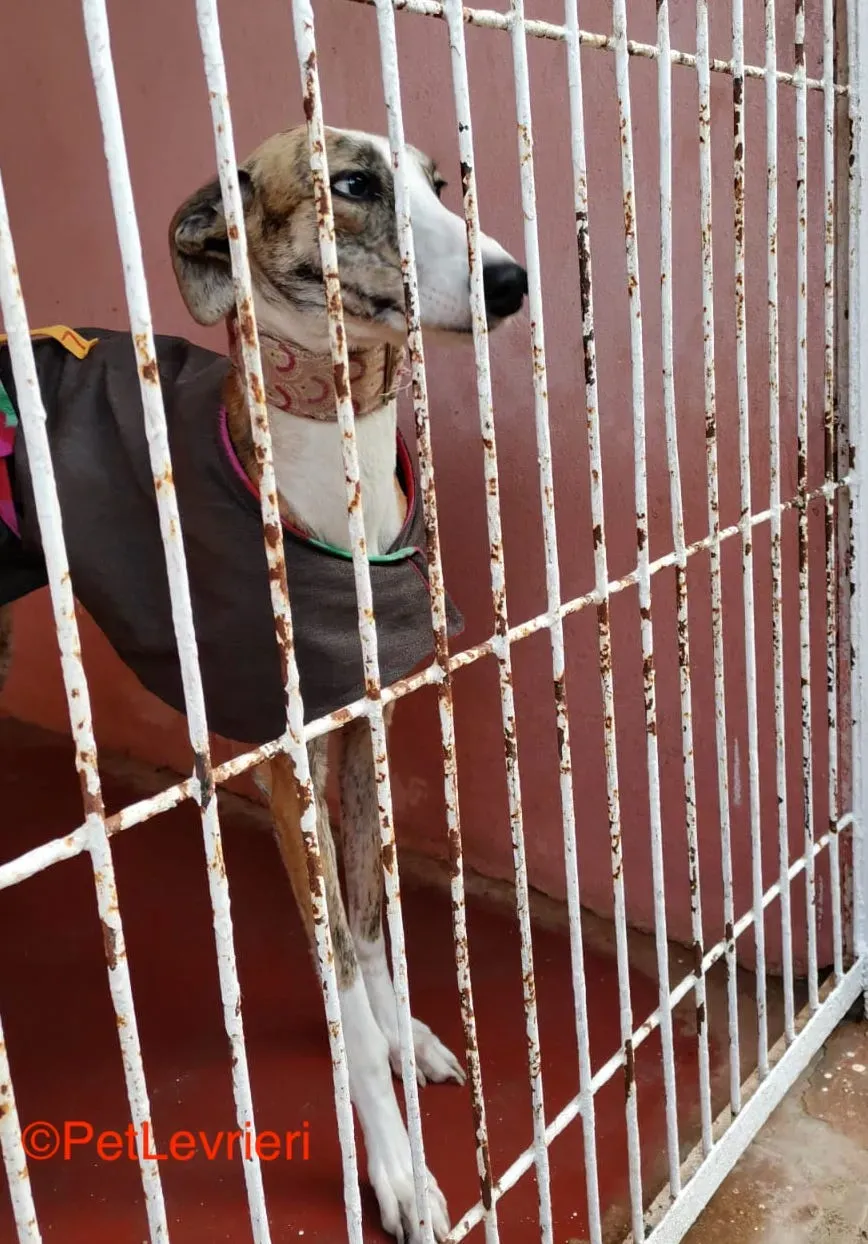Hermione adozione levrieri galgo 1