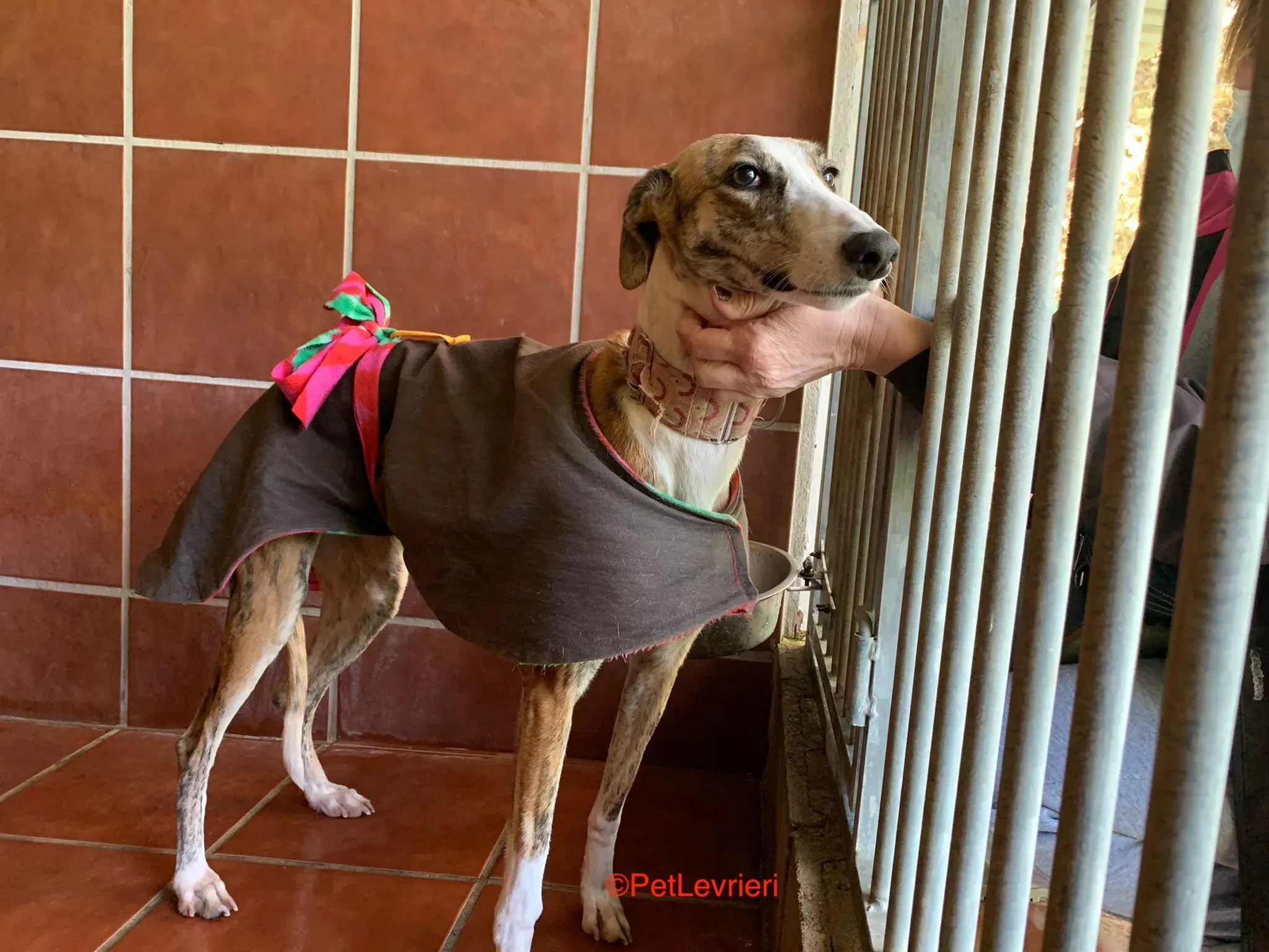 Hermione adozione levrieri galgo 10