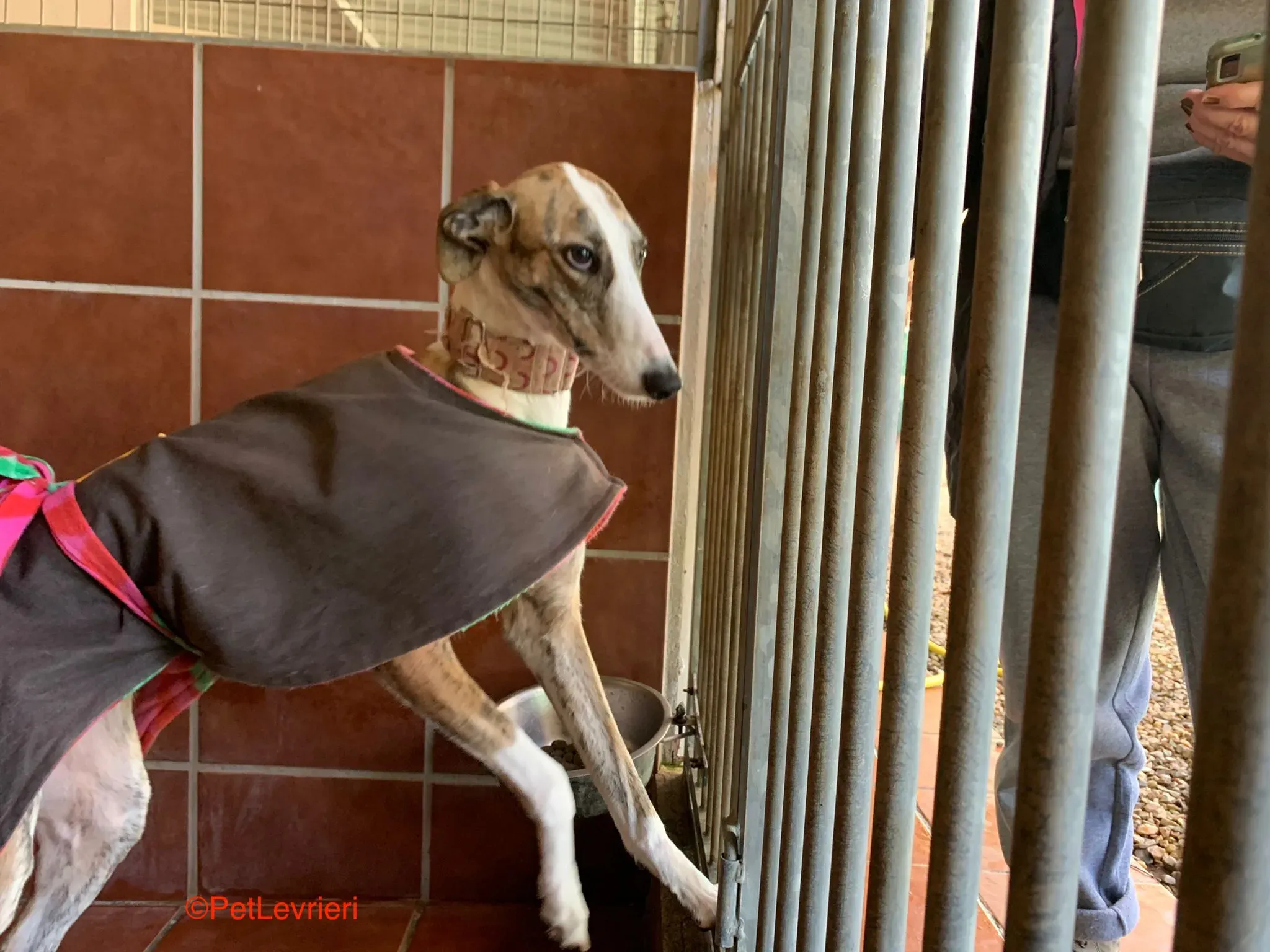 Hermione adozione levrieri galgo 11