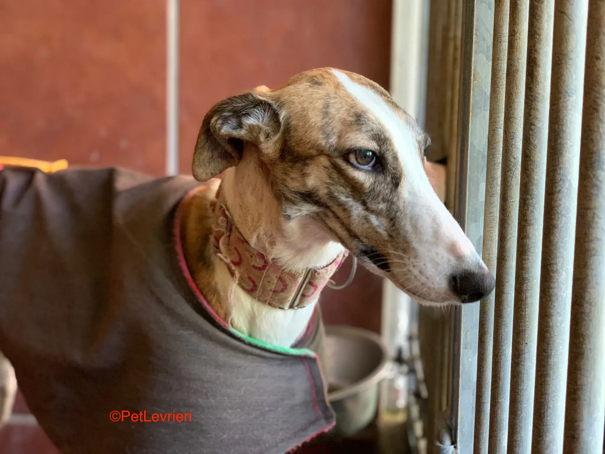 Hermione adozione levrieri galgo 2 1