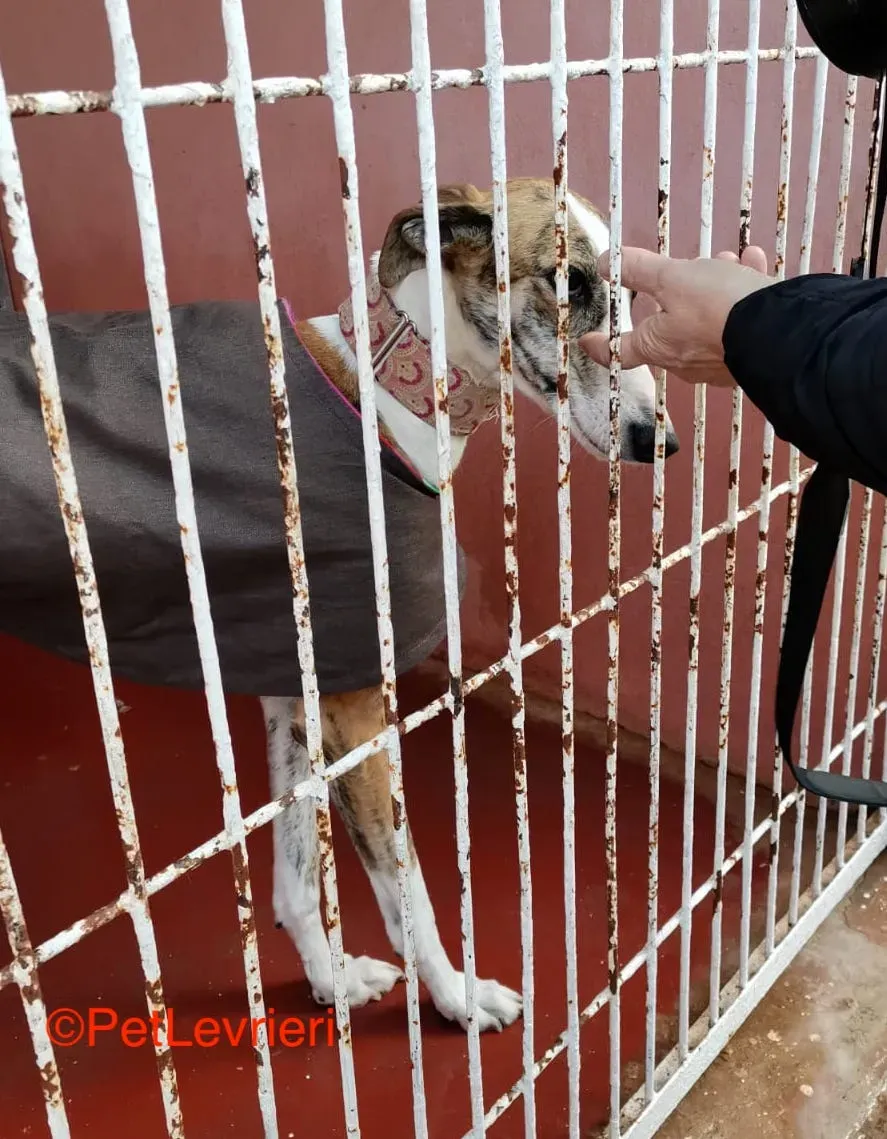 Hermione adozione levrieri galgo 2
