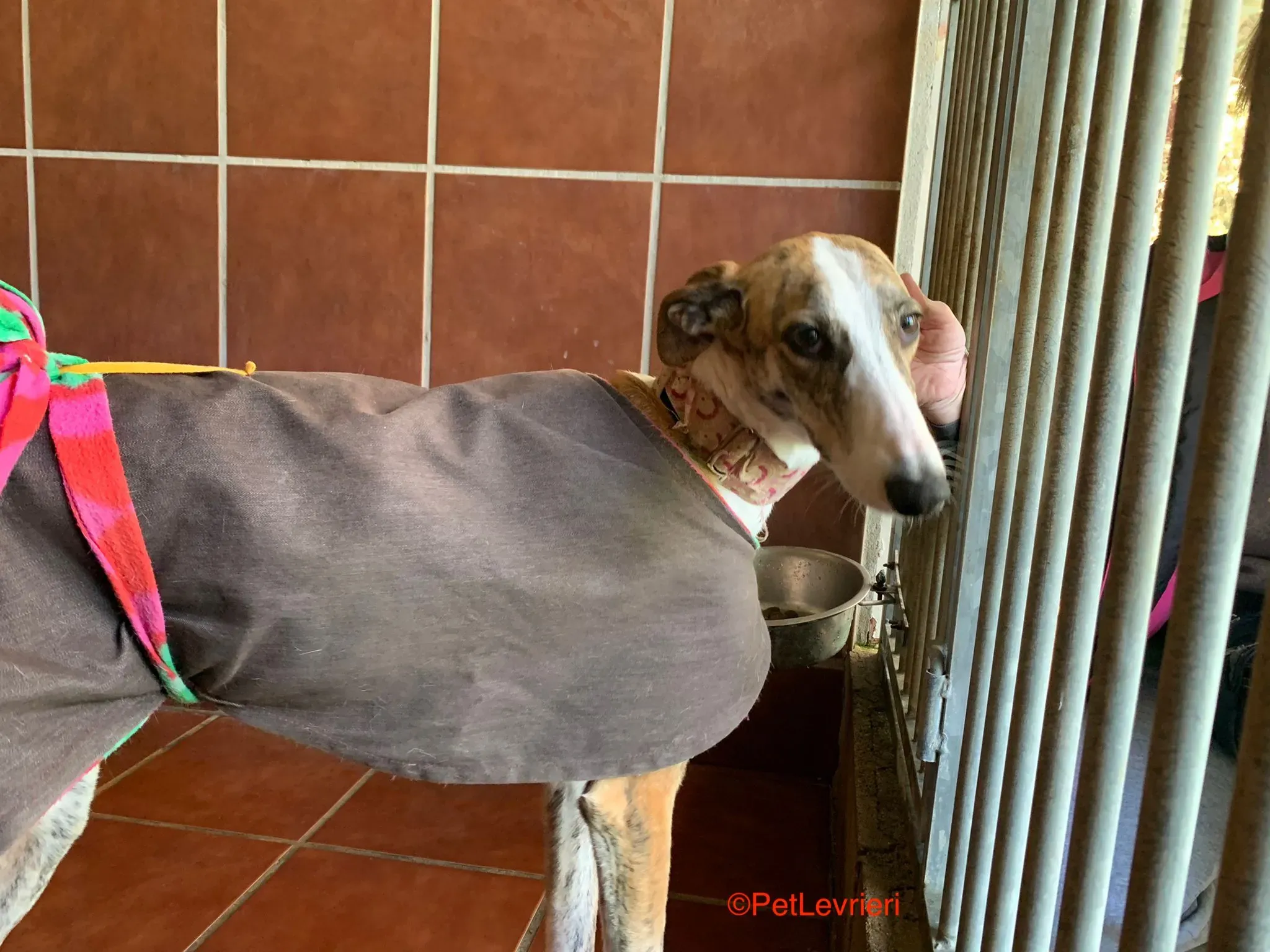 Hermione adozione levrieri galgo 3 1