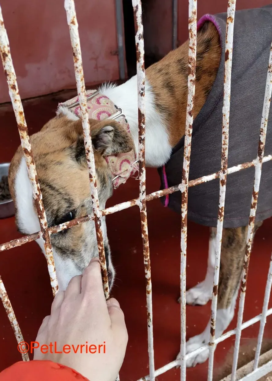 Hermione adozione levrieri galgo 3