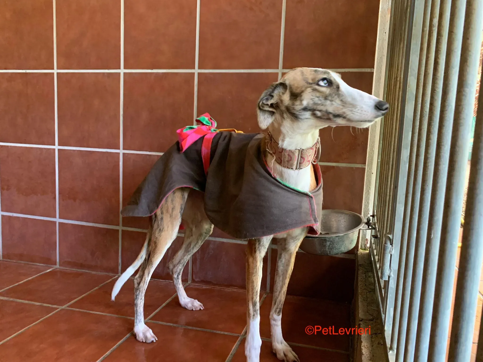 Hermione adozione levrieri galgo 4 1