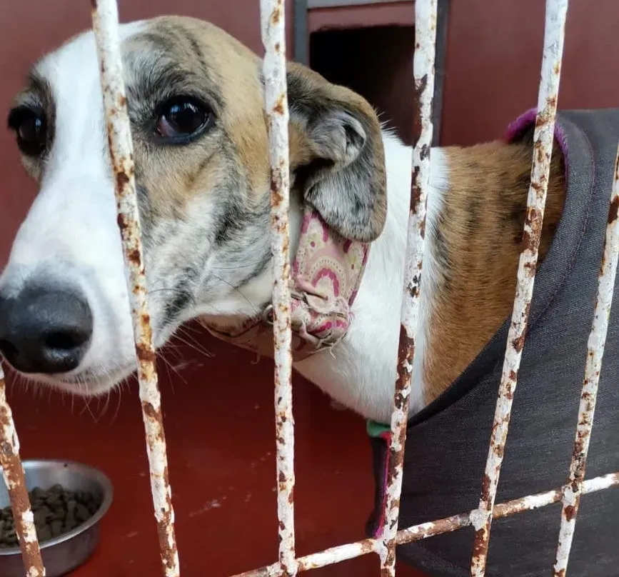 Hermione adozione levrieri galgo 4