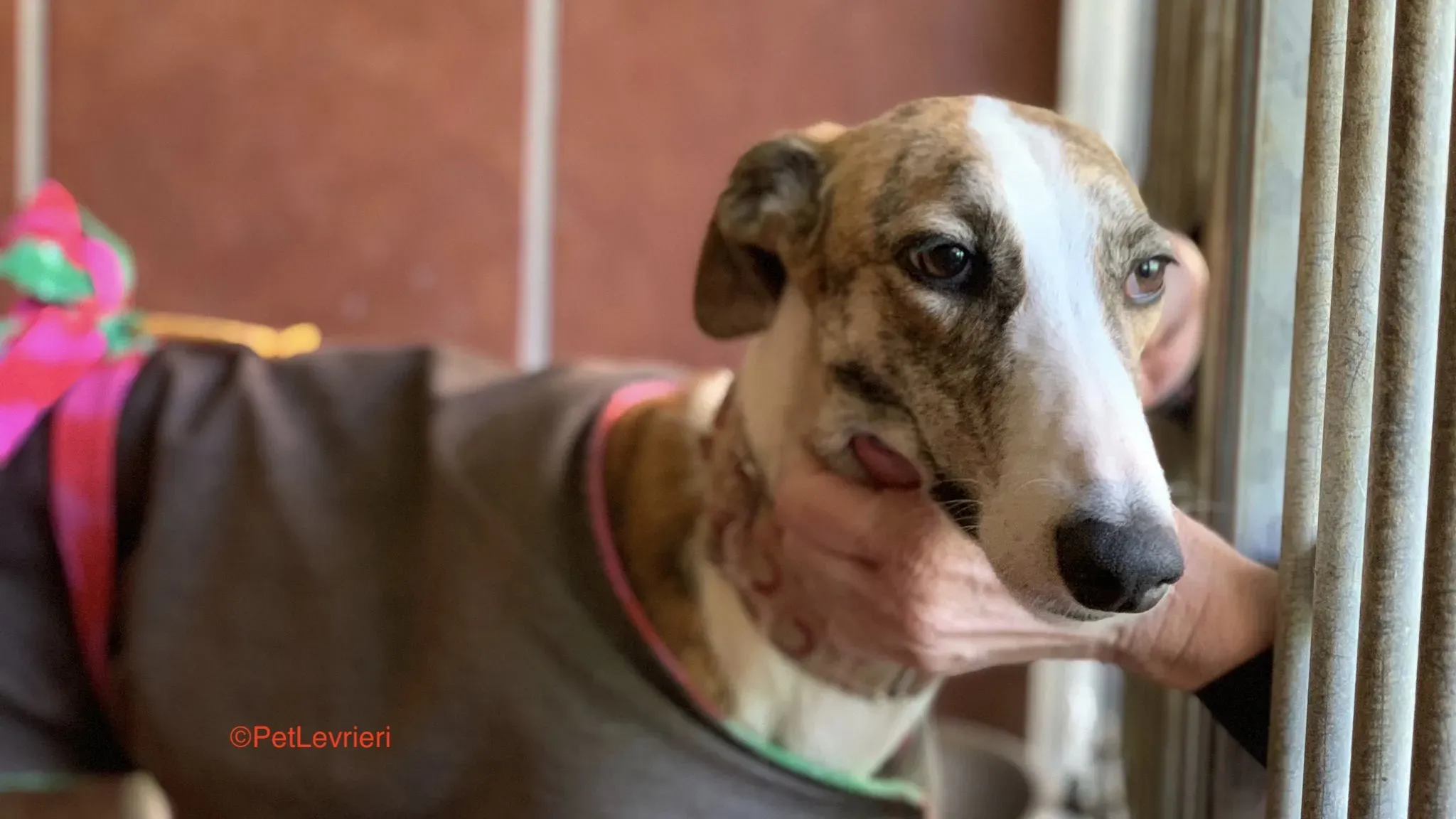 Hermione adozione levrieri galgo 5 1