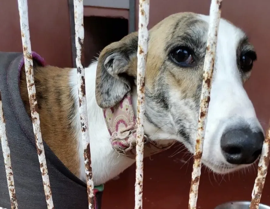 Hermione adozione levrieri galgo 5 e1644950248603