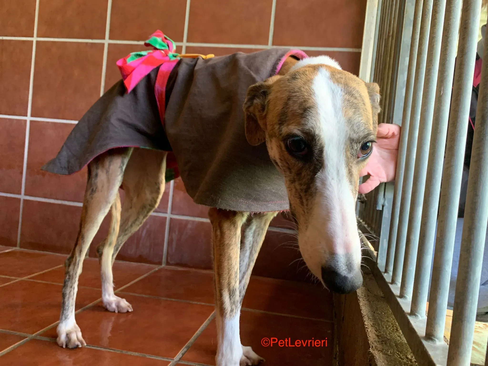 Hermione adozione levrieri galgo 6
