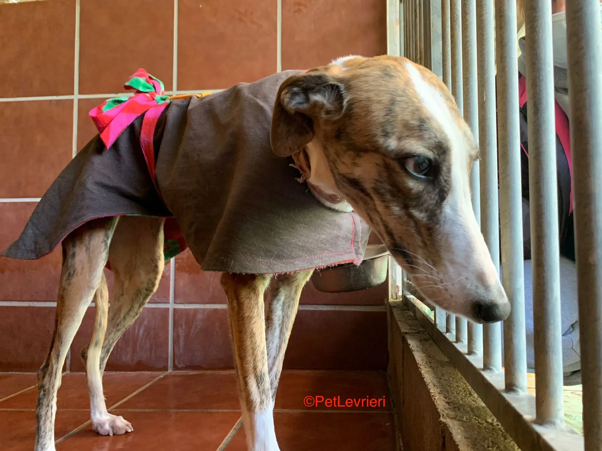 Hermione adozione levrieri galgo 7