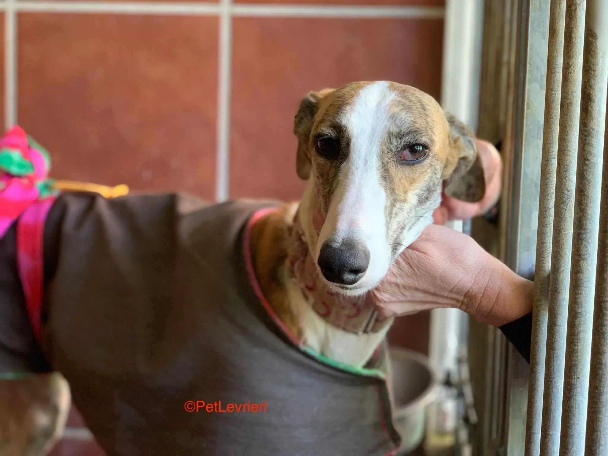 Hermione adozione levrieri galgo 8
