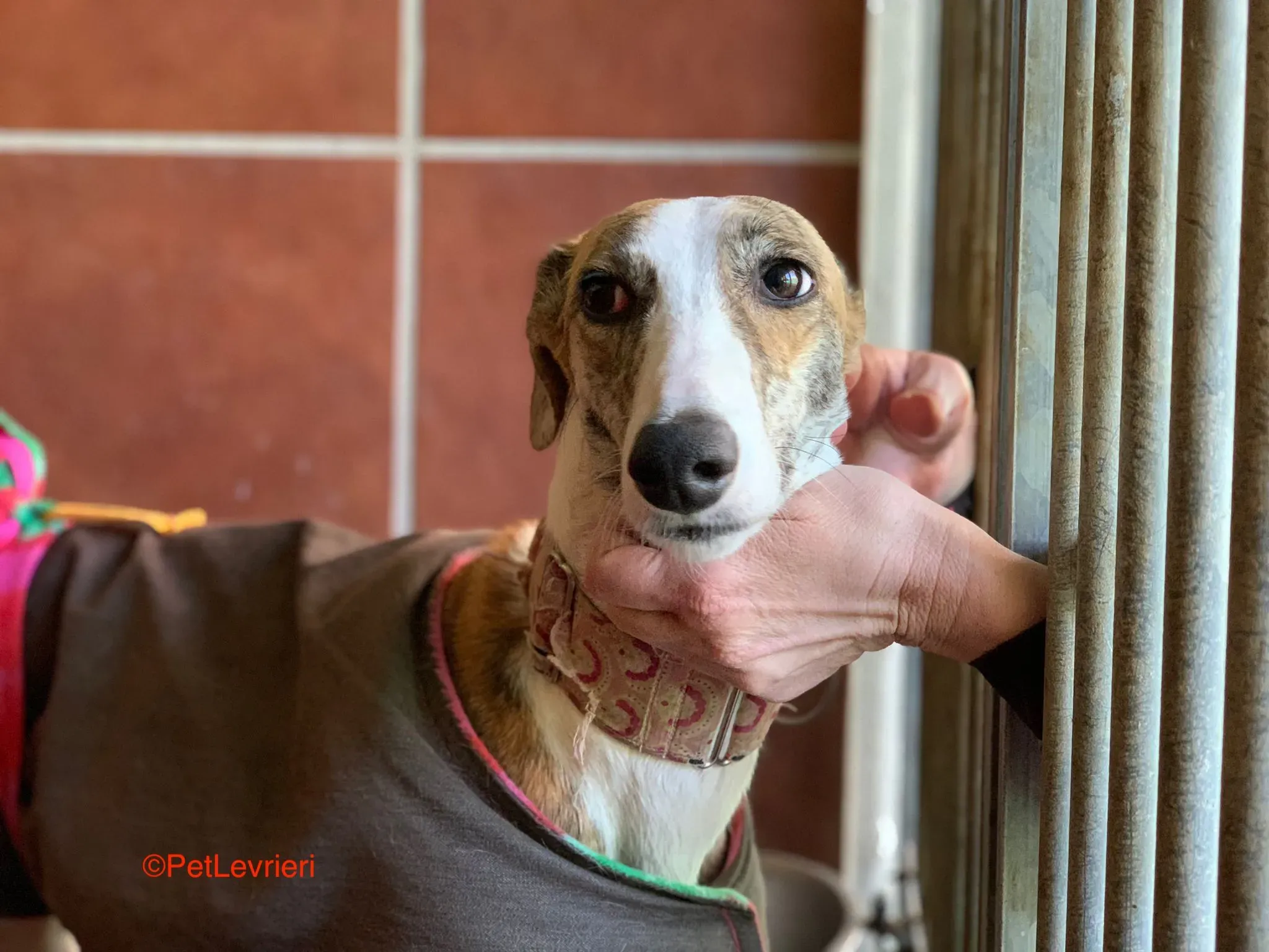 Hermione adozione levrieri galgo 9