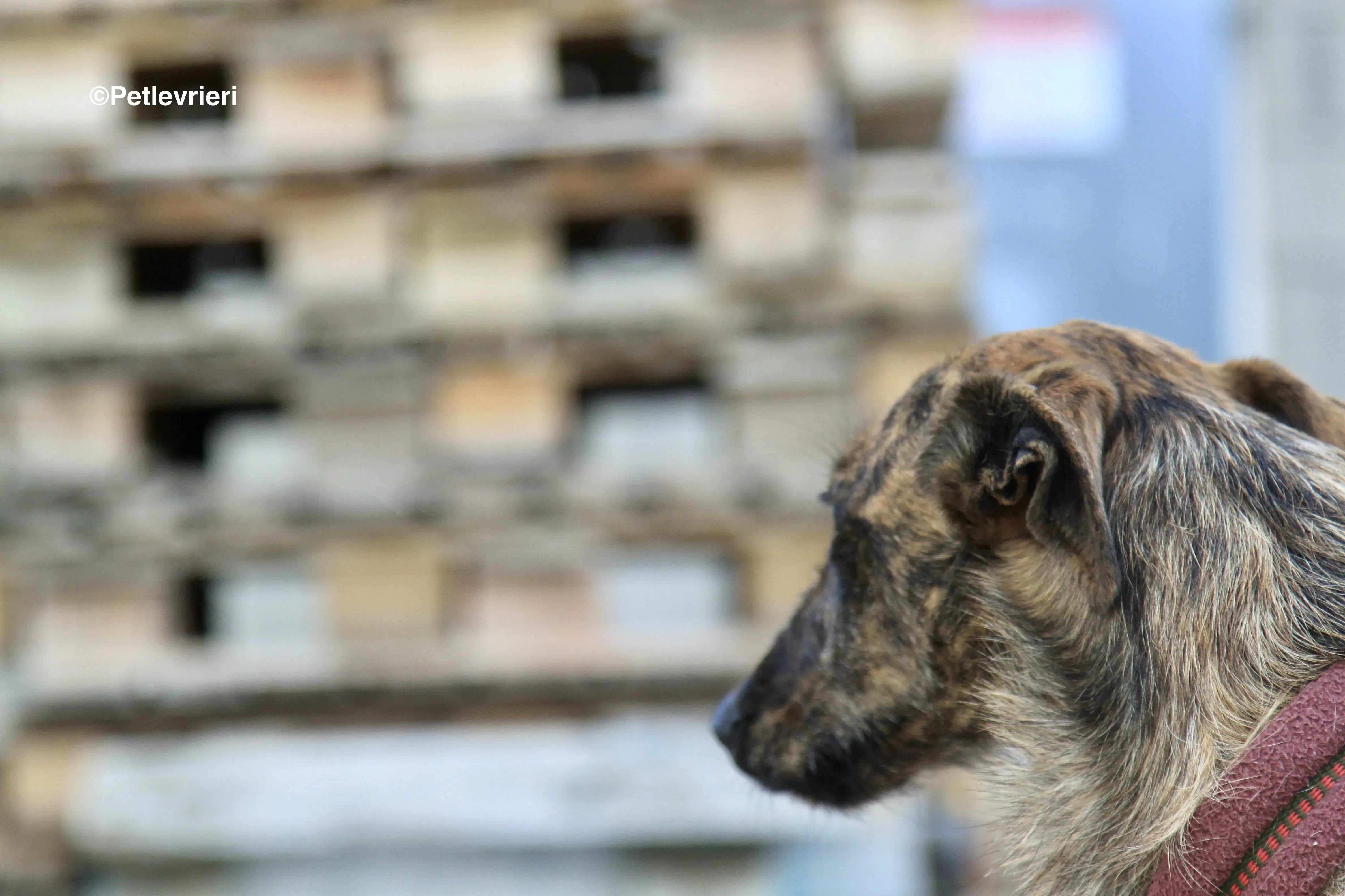 Hero 8061 adozione levrieri galgo 1