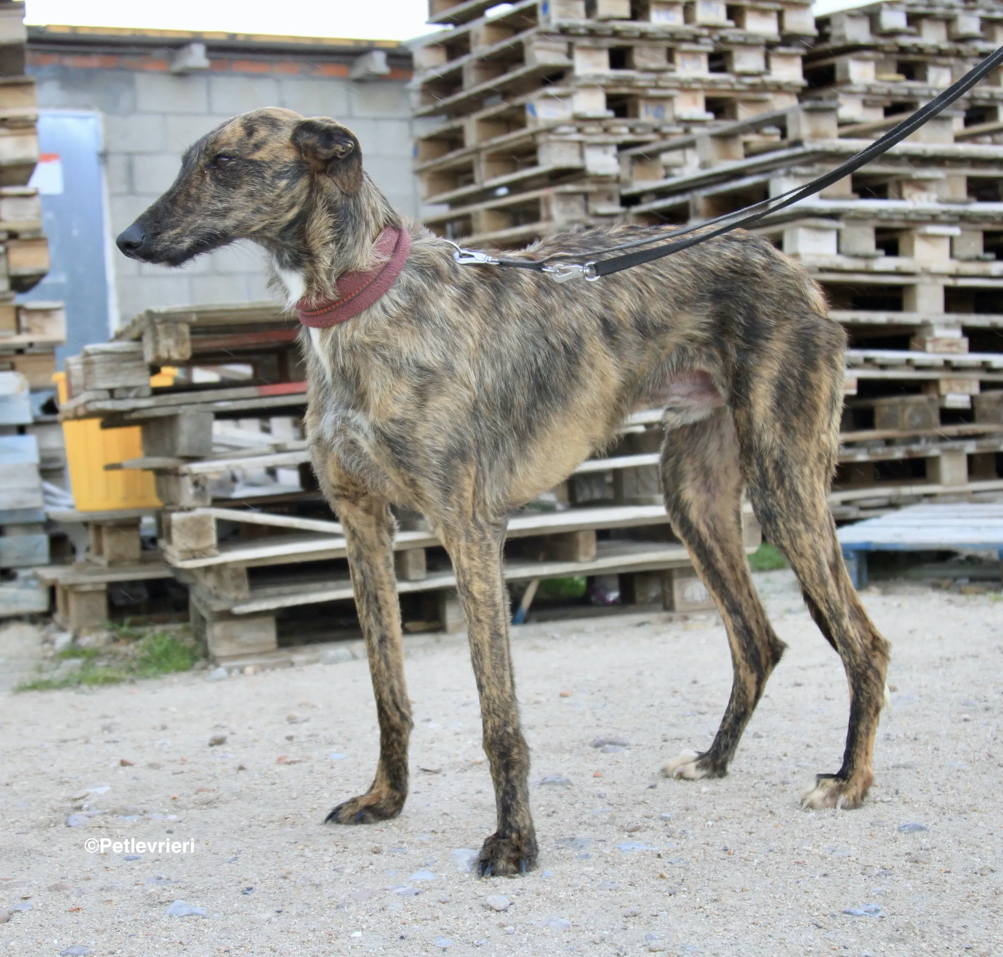 Hero 8061 adozione levrieri galgo 10