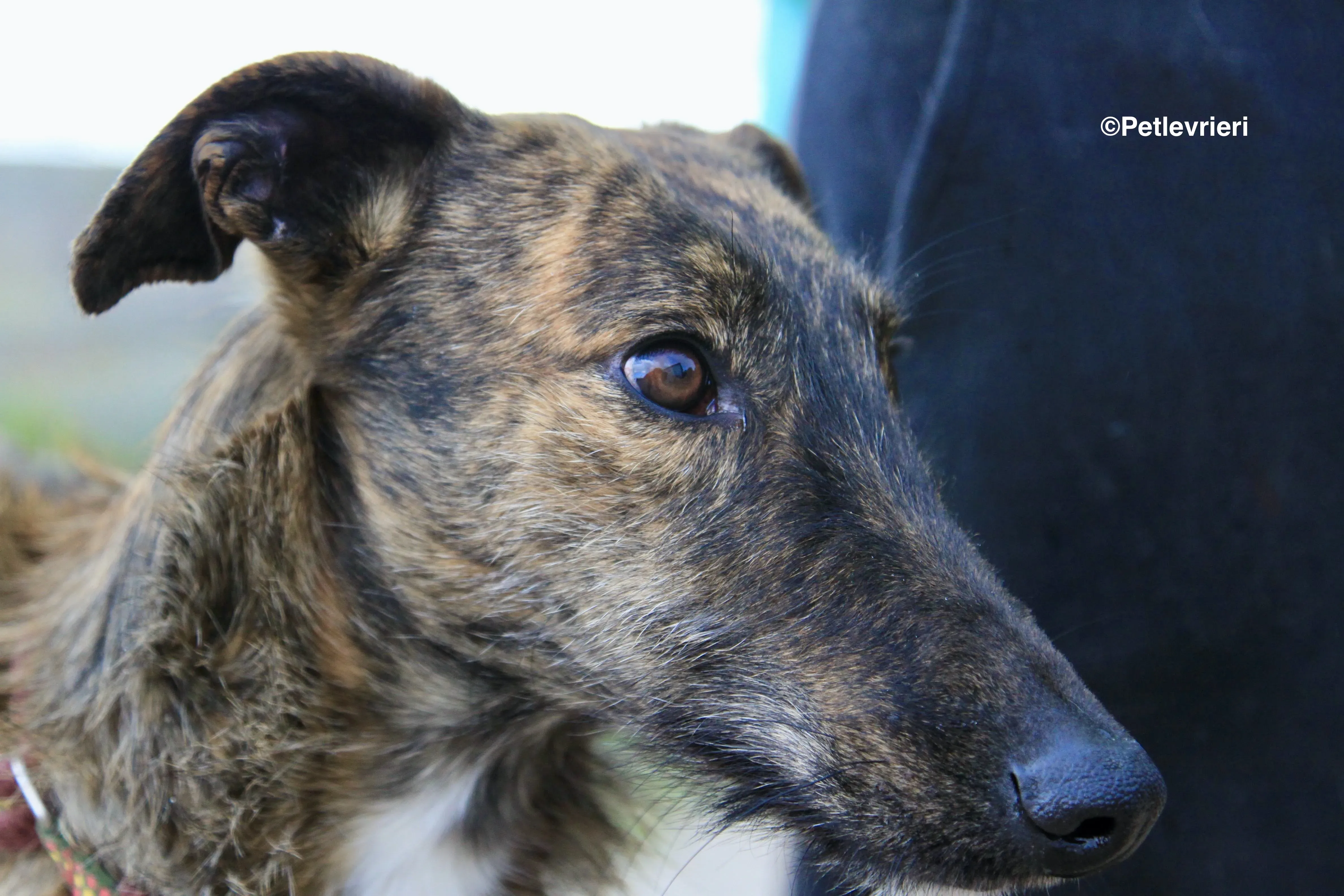 Hero 8061 adozione levrieri galgo 11