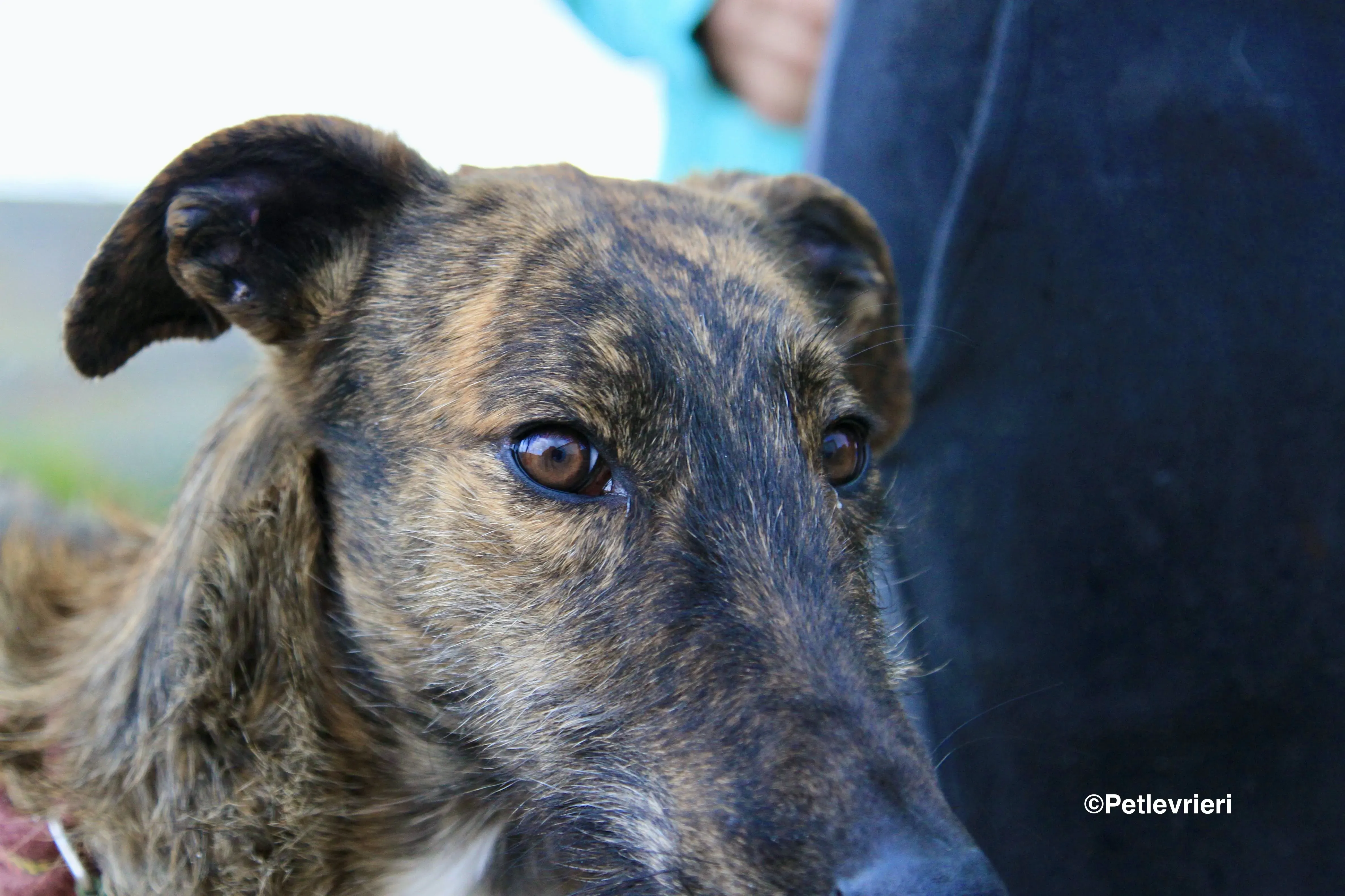 Hero 8061 adozione levrieri galgo 12